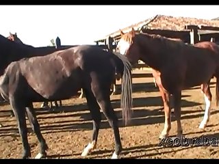 Dinho Stallion