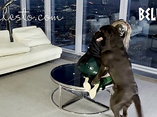 Art Of Zoo Luxuretv