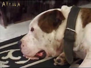 Human With Animal Sex Videos