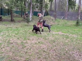 Dog Porn Tiktok