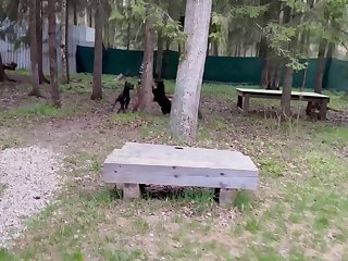 Dog Porn Tiktok