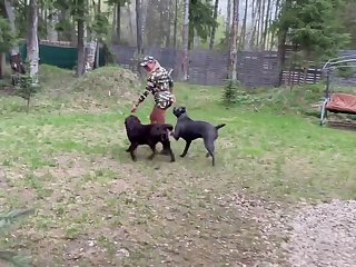 Dog Porn Tiktok