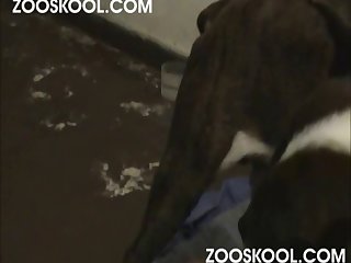 Girl Piss Dog Xxx