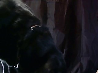 Sky Dog Xxx