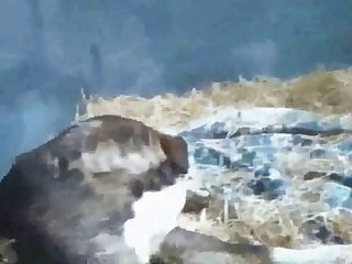 Site De Zoophilie