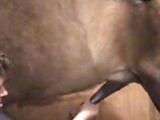 Luxure Tv Animal Sex