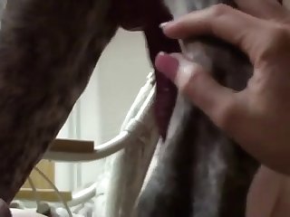 Homem Fazendo Sexo Com Cachorro