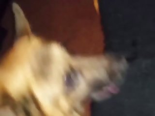 Pornô De Cachorro