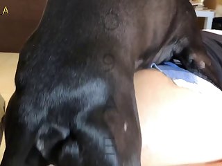 Sex Videos Dog