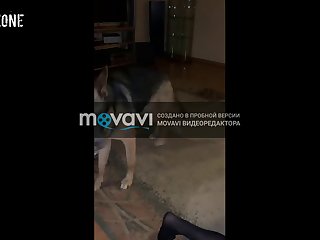 Mulher Transado Com Cachorro