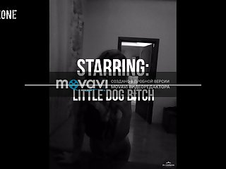 Mulher Transado Com Cachorro