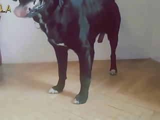 Sexo Entre Animais E Humanos