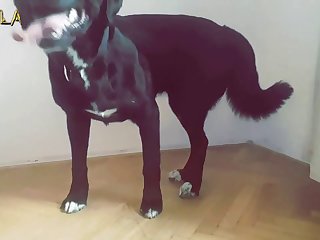Sexo Entre Animais E Humanos