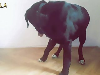 Sexo Entre Animais E Humanos