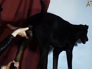 Zoofilia Com Gato