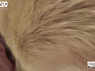 Cachorro Porno