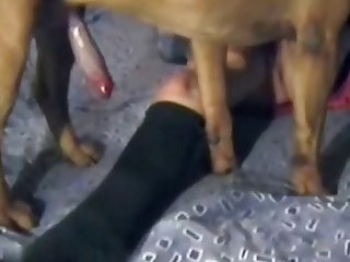Mamada A Caballo