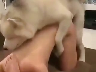 Animal Xxx