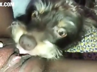 Donna Scopa Cane