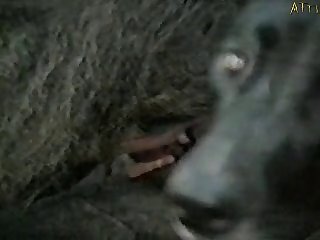 Zoophilia Female Dog