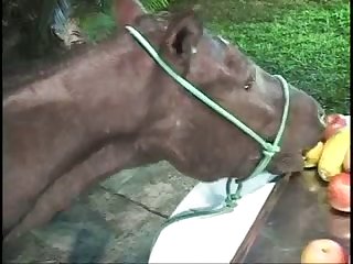 Zoo Porn.com