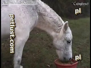 Làm Chuyện Ấy Với Chó