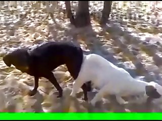 dog Knotted To Goat