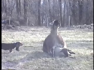 llama Fucking Goat
