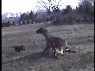 llama Fucking Goat