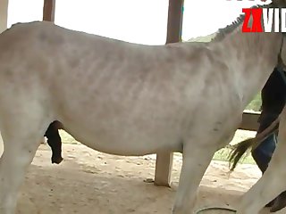 Started To Fill Me With His Horse Cum
