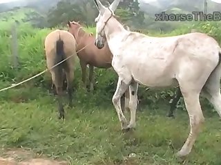 Both Horse Owner
