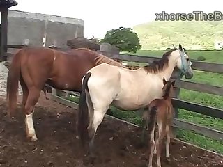 Horse Farm