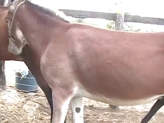 He Was Shooting His Horse Cum So Deep In My Pussy As It